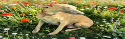 Whippet dogs for sale: KC Whippet Puppies  - Advert 10