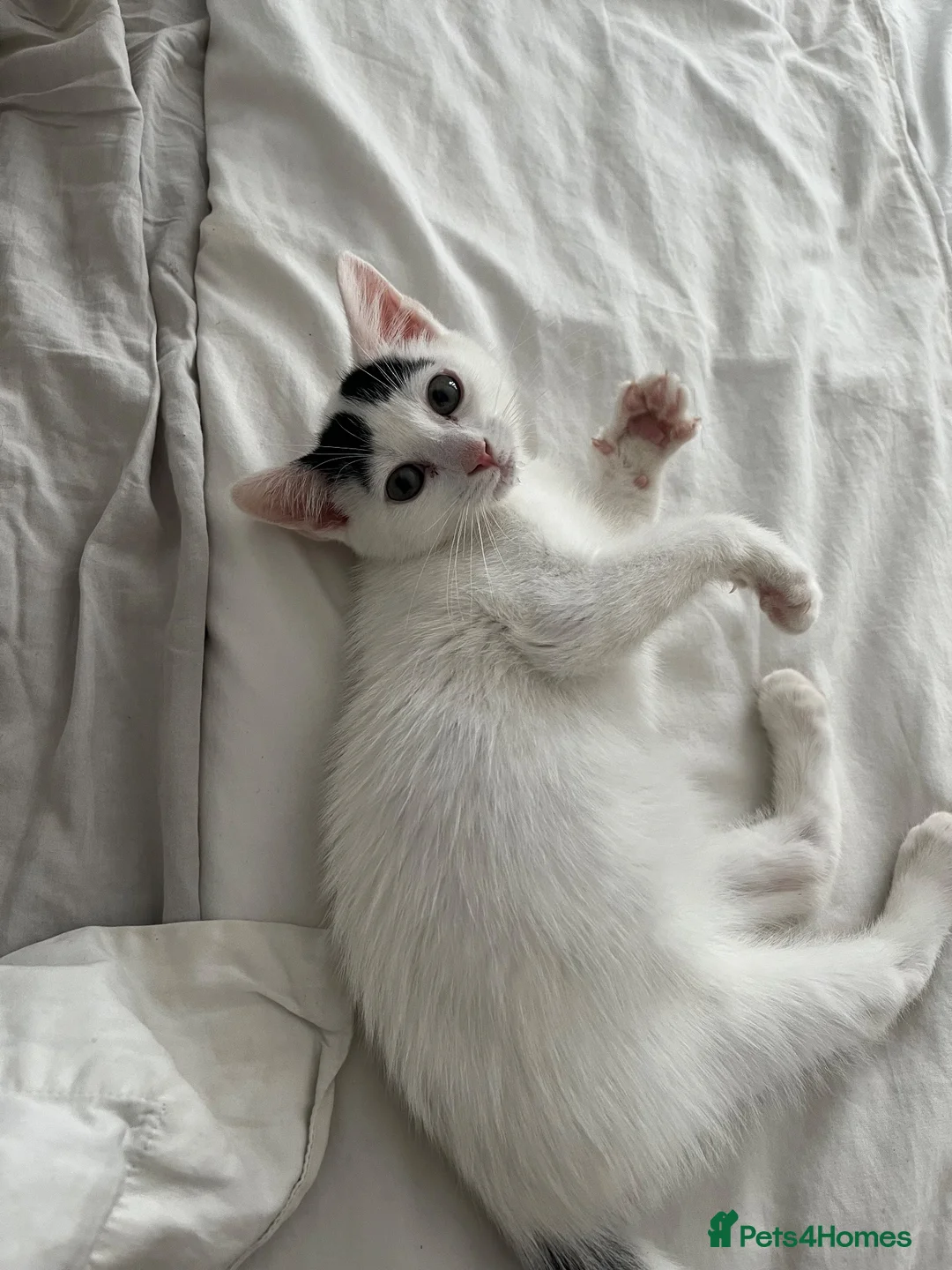 British Shorthair cats for sale: Nicco in Reading - Advert 14