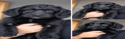 Mixed Breed dogs for sale: READY TO GO - 3 Beagador/miniature poodle puppies - Advert 2