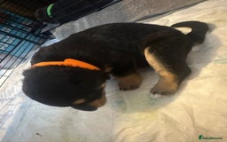 Mixed Breed dogs for sale: 8 beautiful pups, looking for forever home🐾 - Image 9