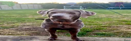 Labrador Retriever dogs for sale: Beautiful silver Labrador puppies due this month in Whitstable - Advert 2