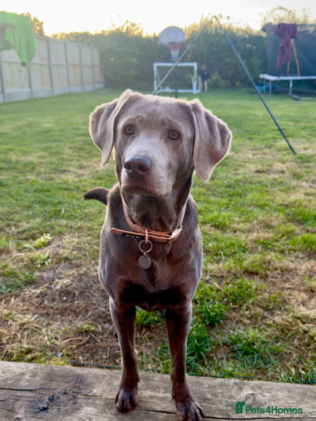Labrador Retriever dogs for sale: Beautiful silver Labrador puppies due this month in Whitstable - Advert 2