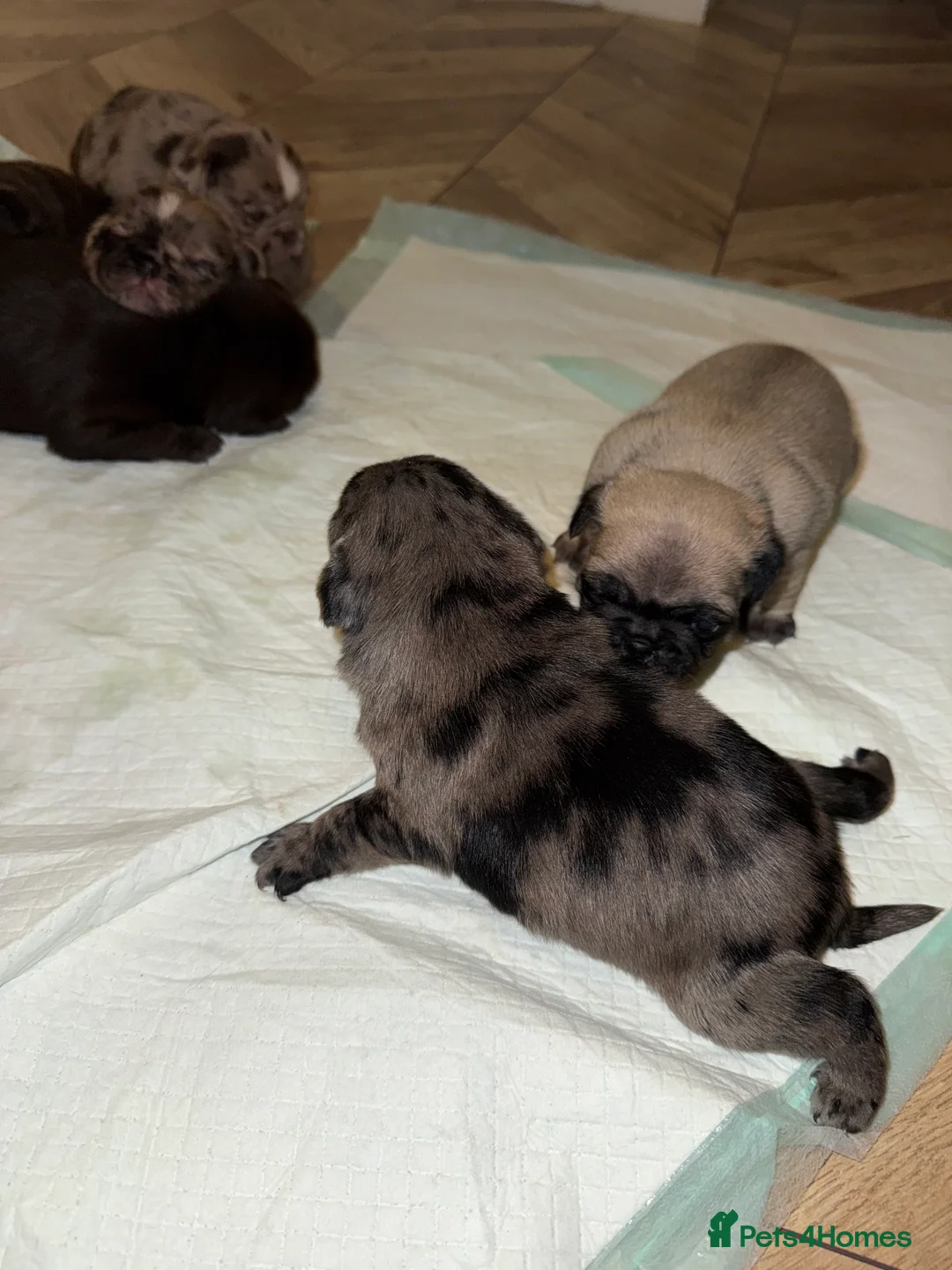 Pug dogs for sale: Merle pugs  - Advert 9