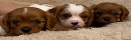 Cavalier King Charles Spaniel dogs for sale: Kc registered health clear King Charles cavaliers - Advert 3