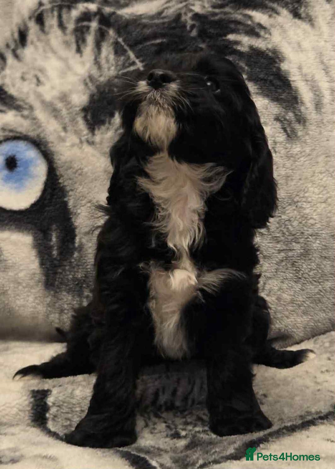 Cockapoo dogs for sale: F1 Merle cockerpoo  - Advert 23