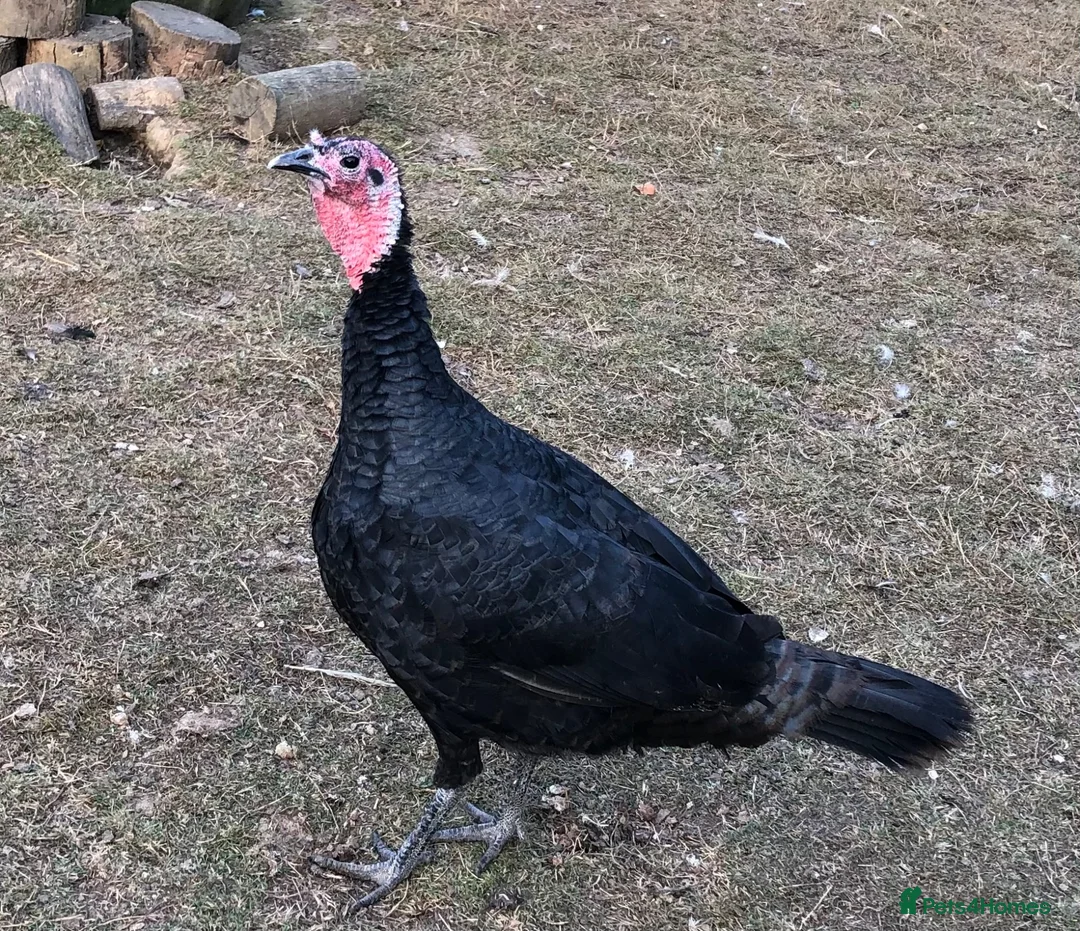 Turkeys poultry for sale: Norfolk Bronze Turkeys  - Advert 2