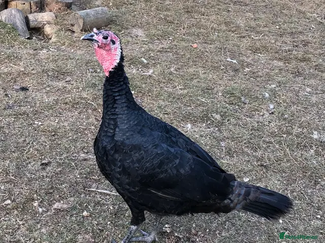 Turkeys poultry for sale: Norfolk Bronze Turkeys - Advert 2