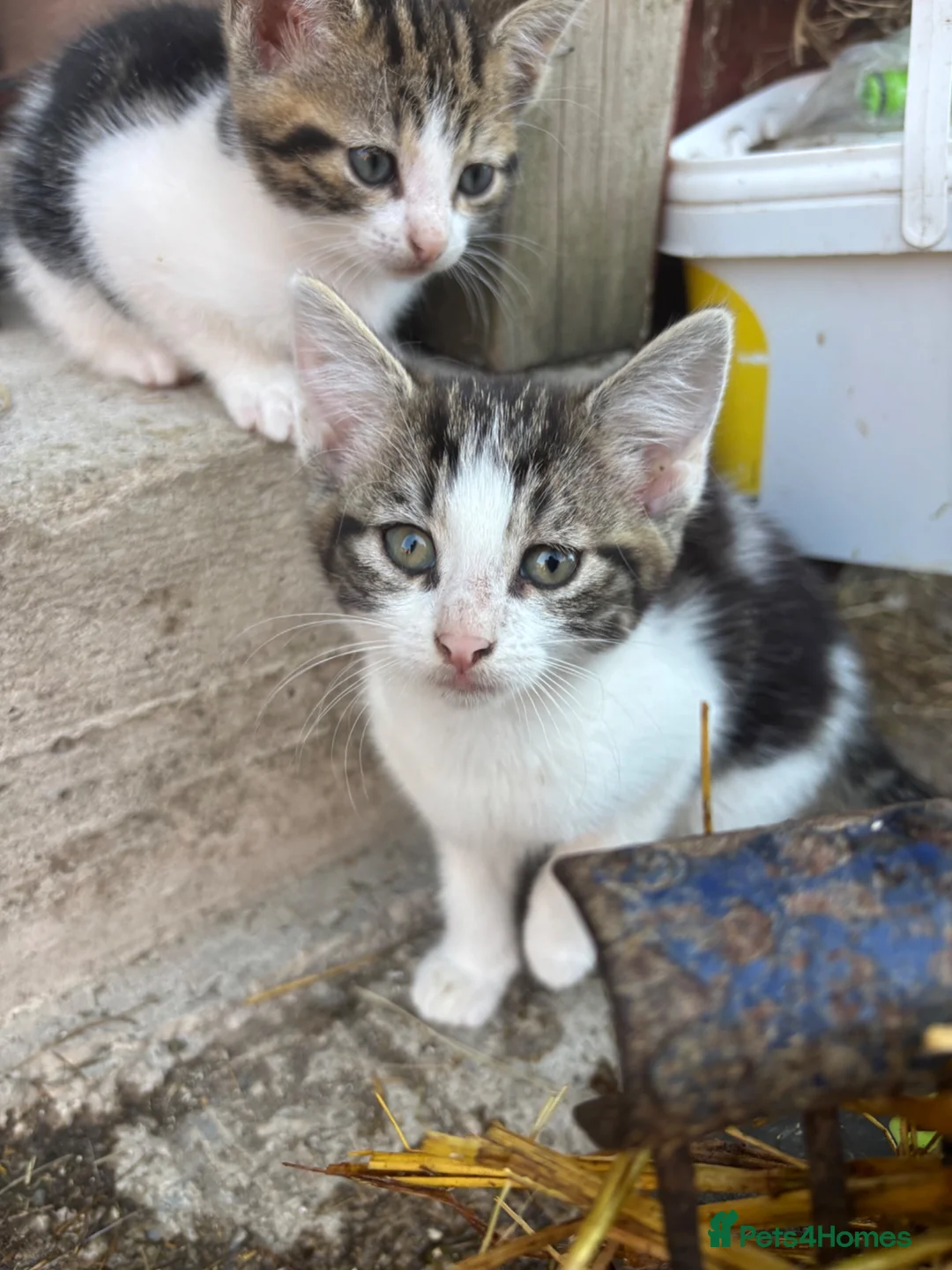 Mixed Breed cats for sale: Beautiful kittens for sale  - Advert 1