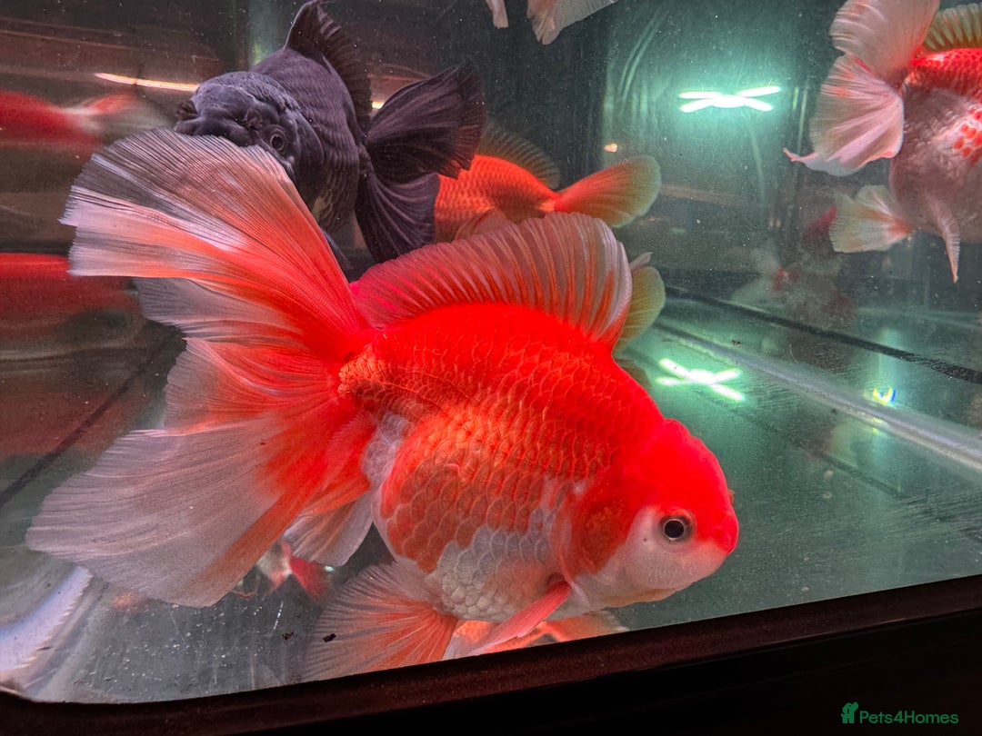 Fancy Goldfish fish for sale: Thai pleated goldfish - Image 2