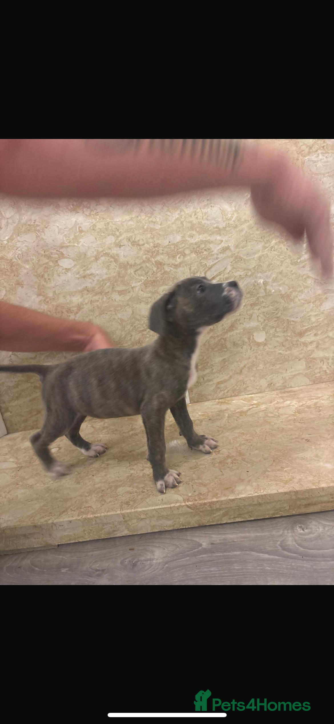 Mixed Breed dogs REDUCED Stunning cane corso x staff - Advert 2