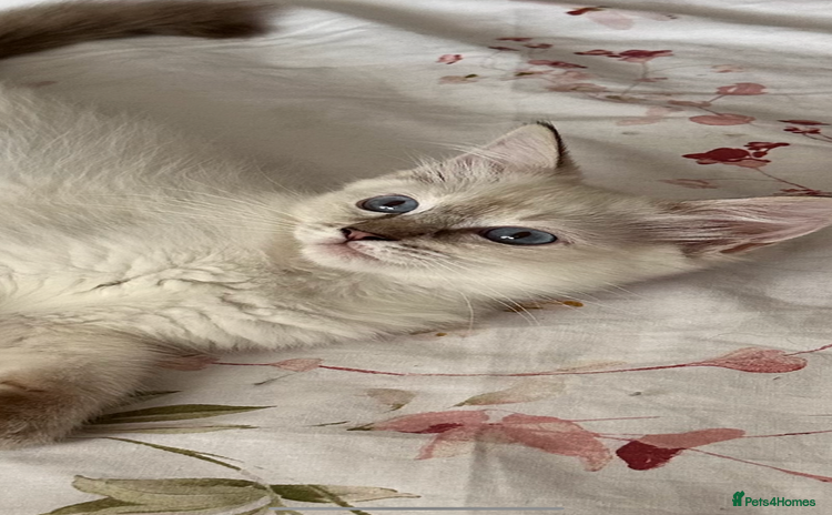 Ragdoll cats - Advert 3