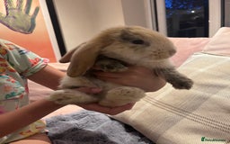 French Lop rabbits for sale: Pure bred French lop bunnies - Image 16