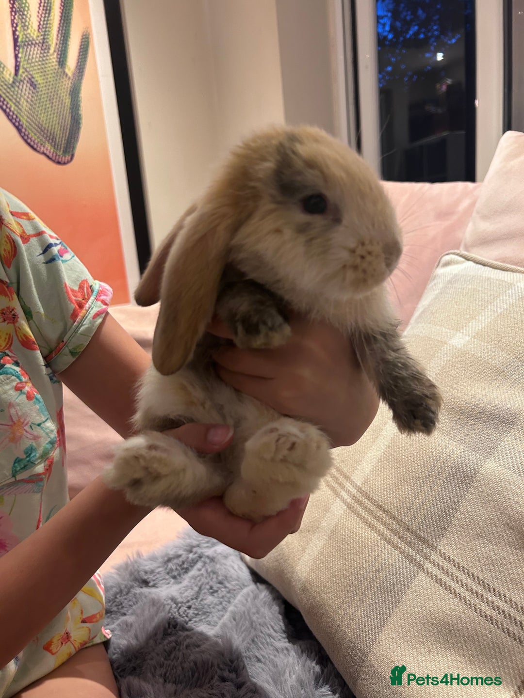 French Lop rabbits for sale: Pure bred French lop bunnies - Image 16