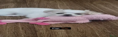 Pip