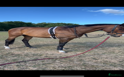 English Thoroughbred horses for sale: Stunning 17H Bay Gelding - Image 4