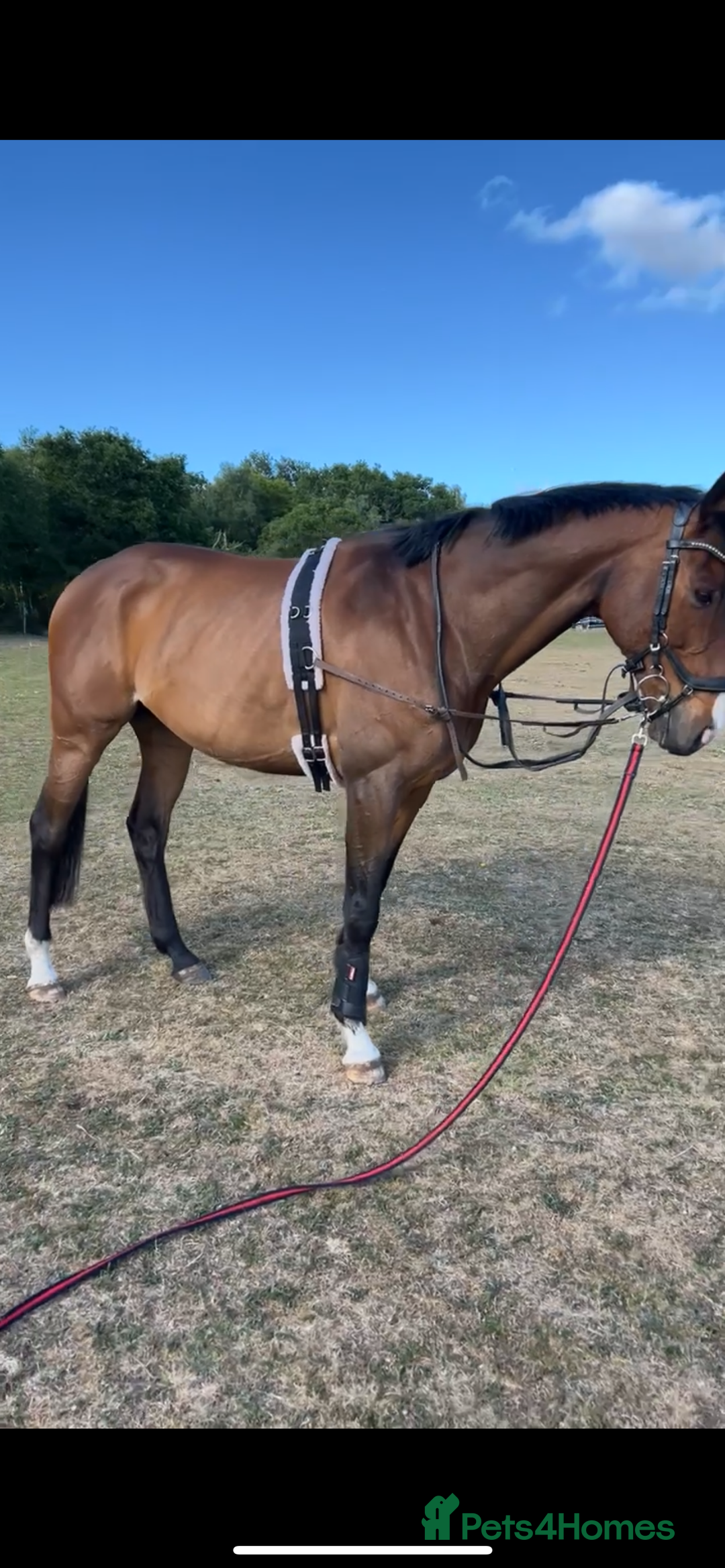 English Thoroughbred horses for sale: Stunning 17H Bay Gelding - Image 4