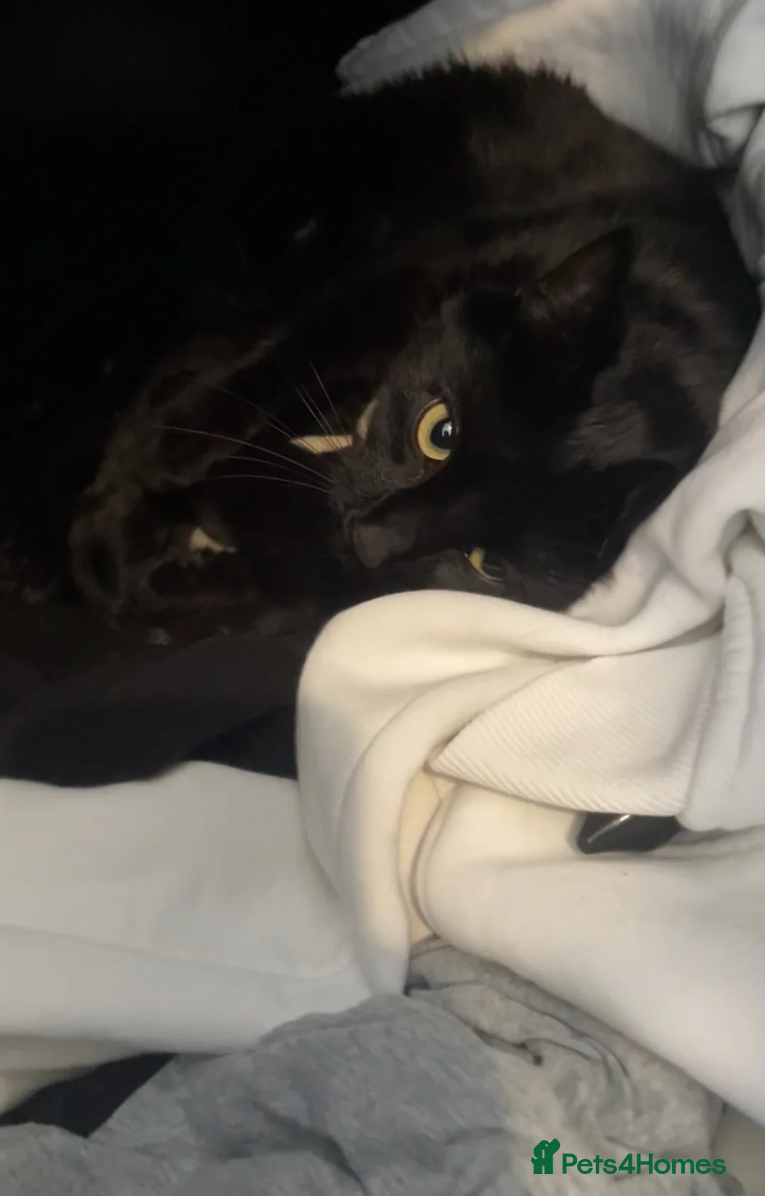 Mixed Breed cats for sale: Female Black kitten for sale - Advert 1