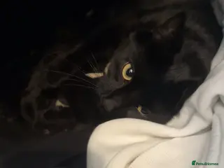 Mixed Breed cats Female Black kitten for sale - Advert 1