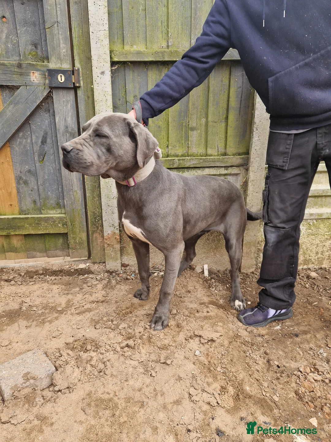 Cane Corso dogs for sale:  cano corsa girl - Advert 2