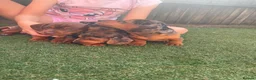 Dachshund dogs for sale: Dchshund miniature - Advert 4