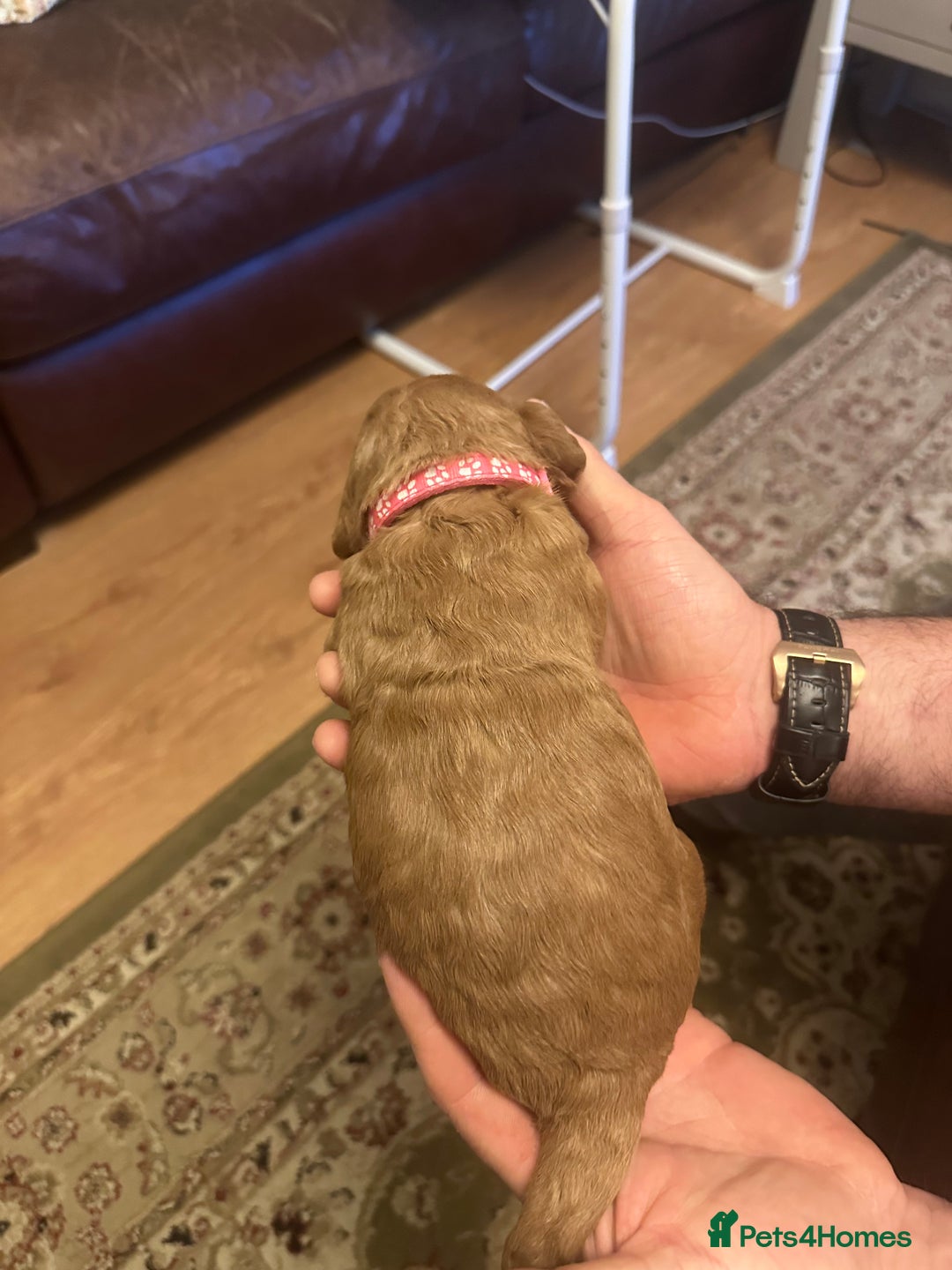 Labradoodle dogs for sale: Miniature F1 Labradoodles  - Advert 40