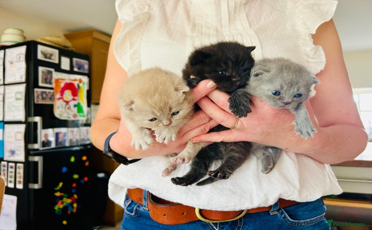 British Shorthair cats - Advert 15