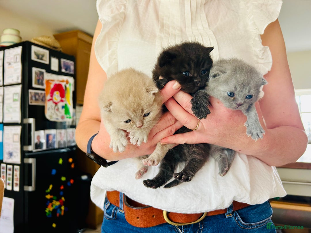 British Shorthair cats for sale: GCCF BSH Beautiful Kittens  - Image 1