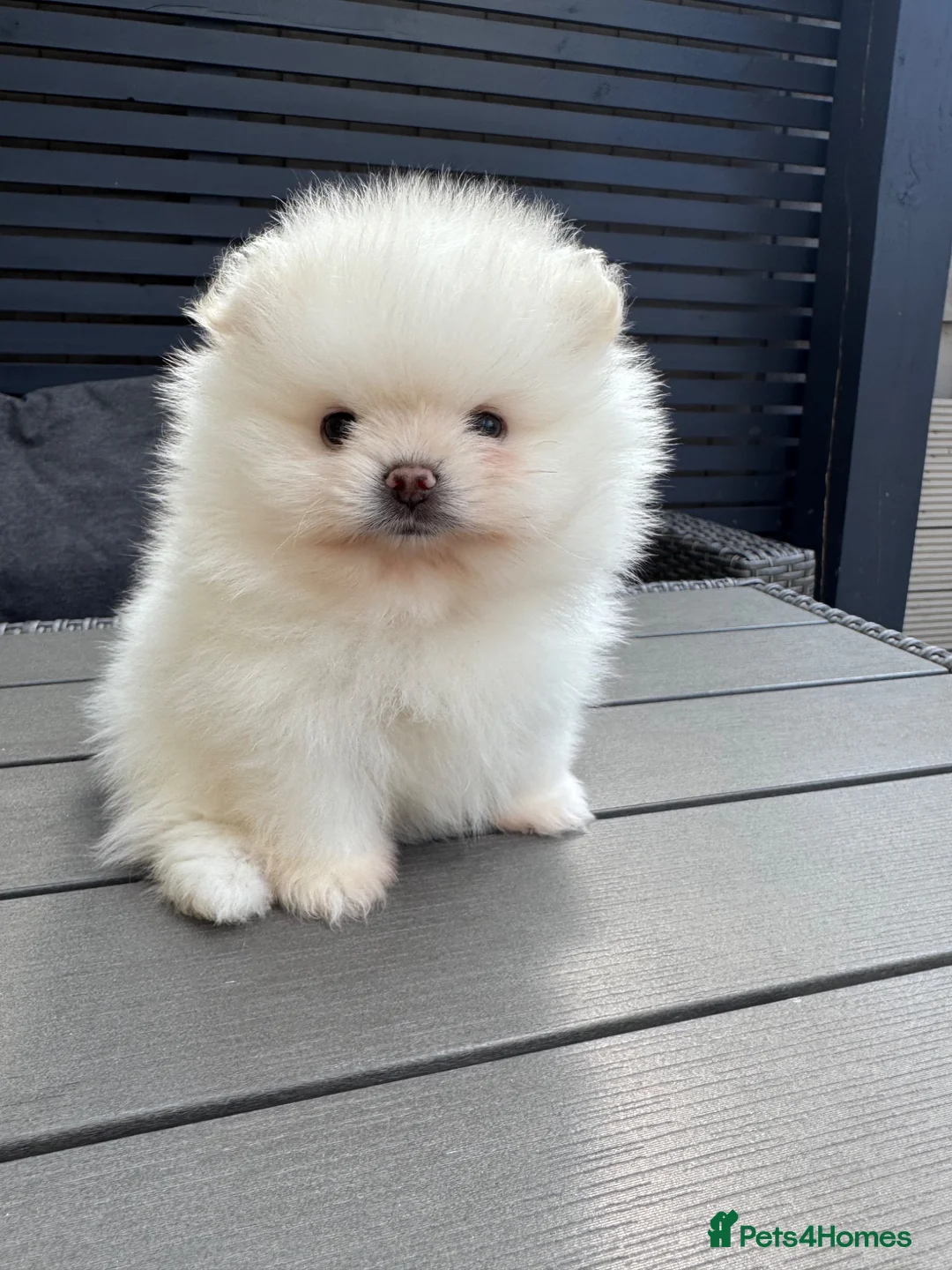 Pomeranian dogs for sale: !! LAST !! High quality KC reg girl - Advert 1