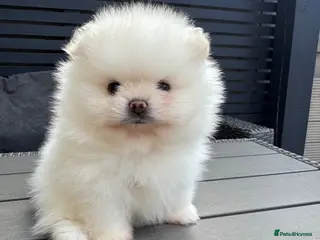 Pomeranian dogs High quality KC reg puppies from imported lines - Advert 7