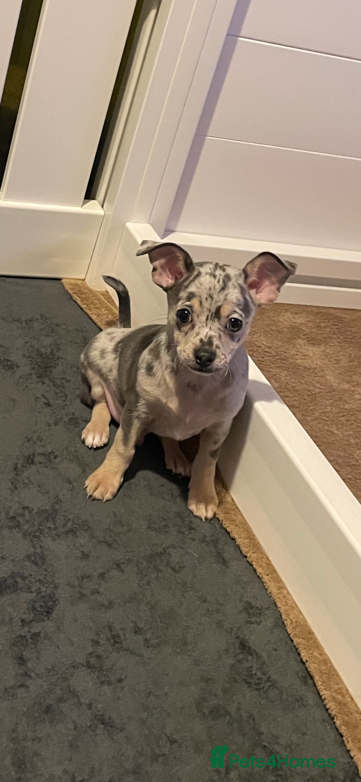 Chihuahua dogs Stunning Last Merle Boy - Advert 21