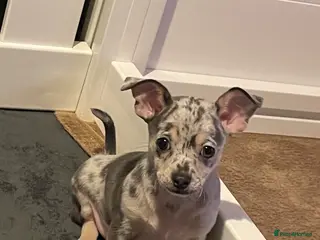 Chihuahua dogs Stunning Last Merle Boy - Advert 21