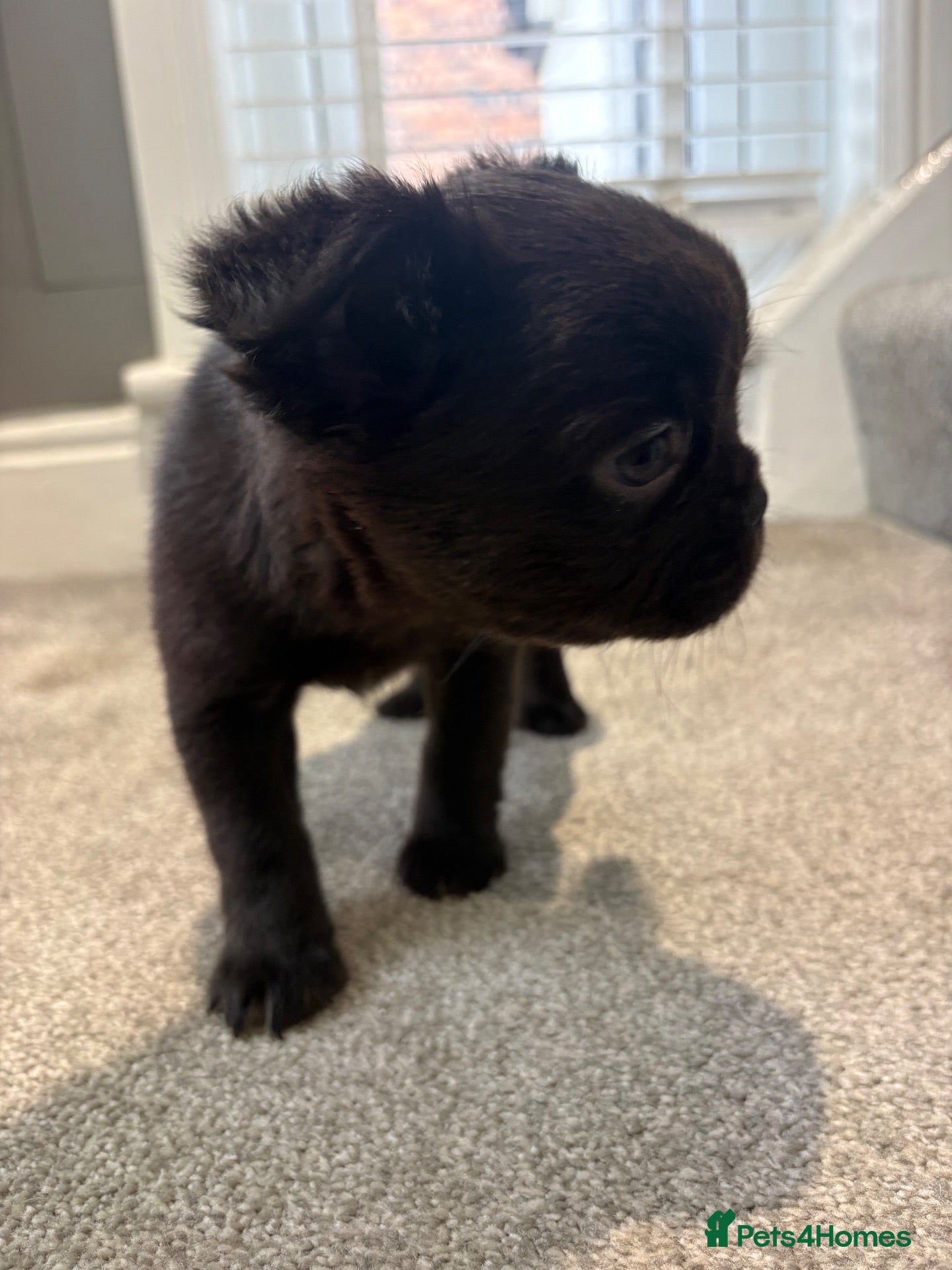 French Bulldog dogs for sale: 🎃🐾 FLUFFY FRENCH – READY! 🐾🎃 - Advert 2