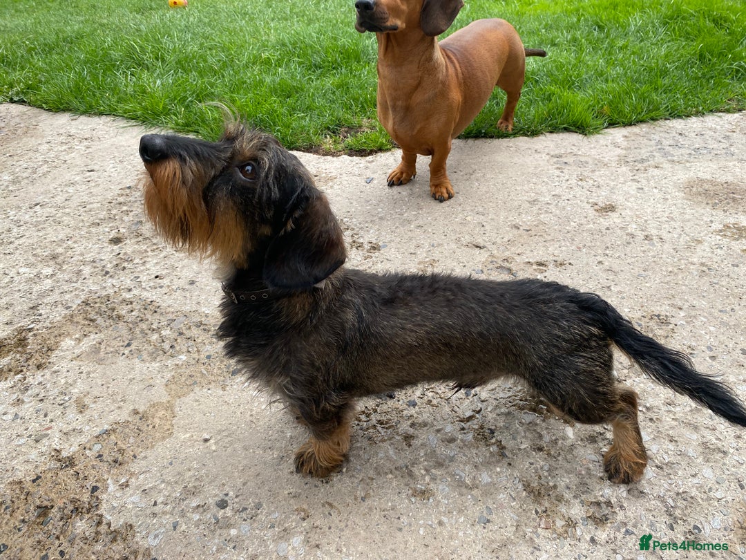 Miniature Dachshund dogs for stud: MINIATURE WIRE HAIRED DACHSHUND STUD !! PROVEN  in Manchester - Image 10