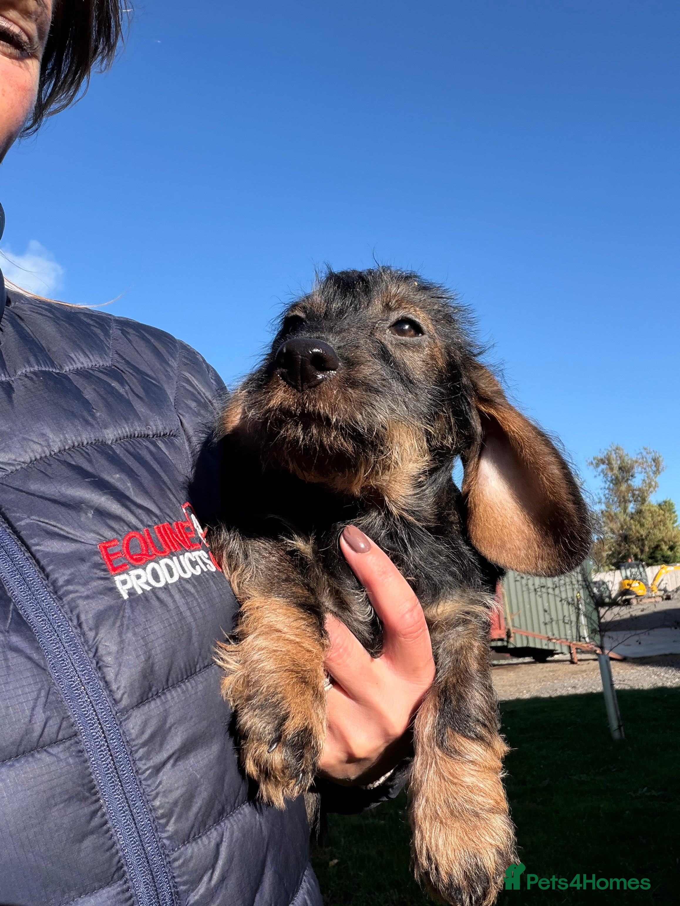 Dachshund dogs Wire haired Dachshund   - Advert 2