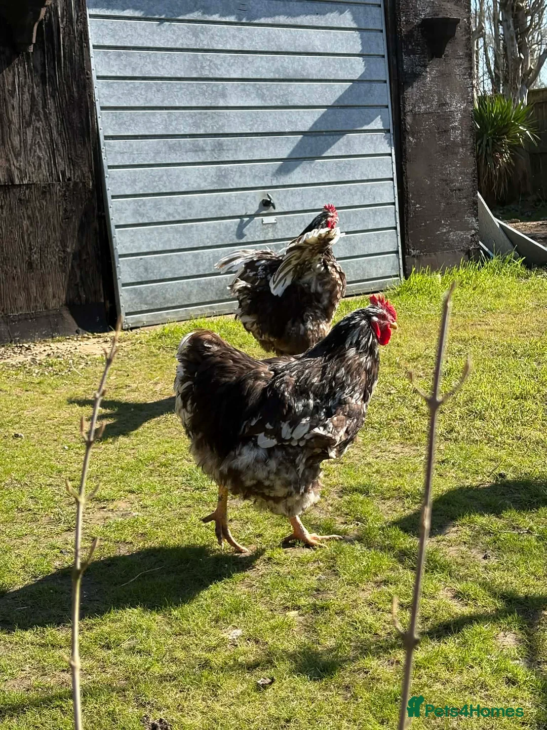 Chickens poultry for sale: Chocolate mottled LF Orpington roosters - Advert 1