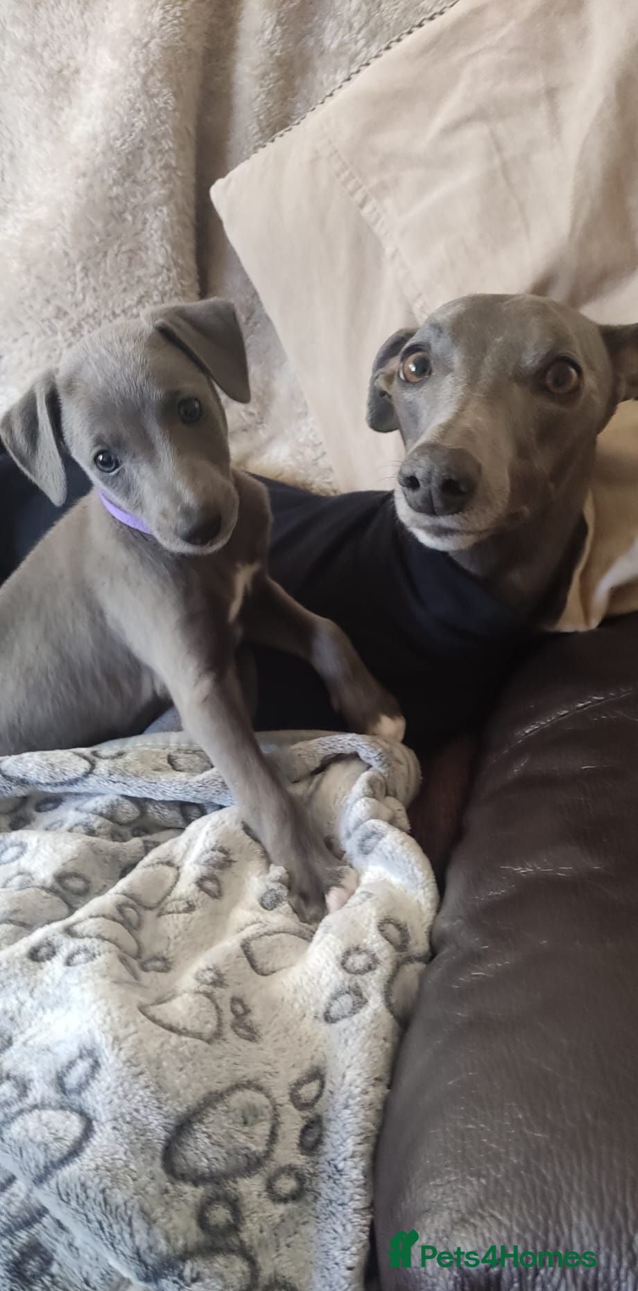 Whippet dogs Beautiful KC Registered Blue Whippet pups for sale - Advert 7