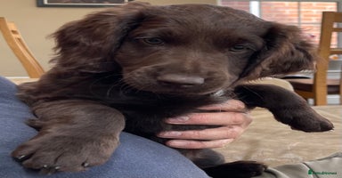 Australian Labradoodle dogs - Advert 7