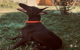 Whippet dogs for sale: 15 month old male whippet - Image 2