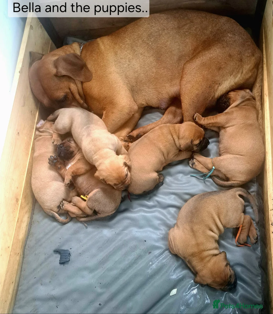 Boerboel dogs for sale: Boreboel (Bella) gave birth, 3 girls left - Advert 1