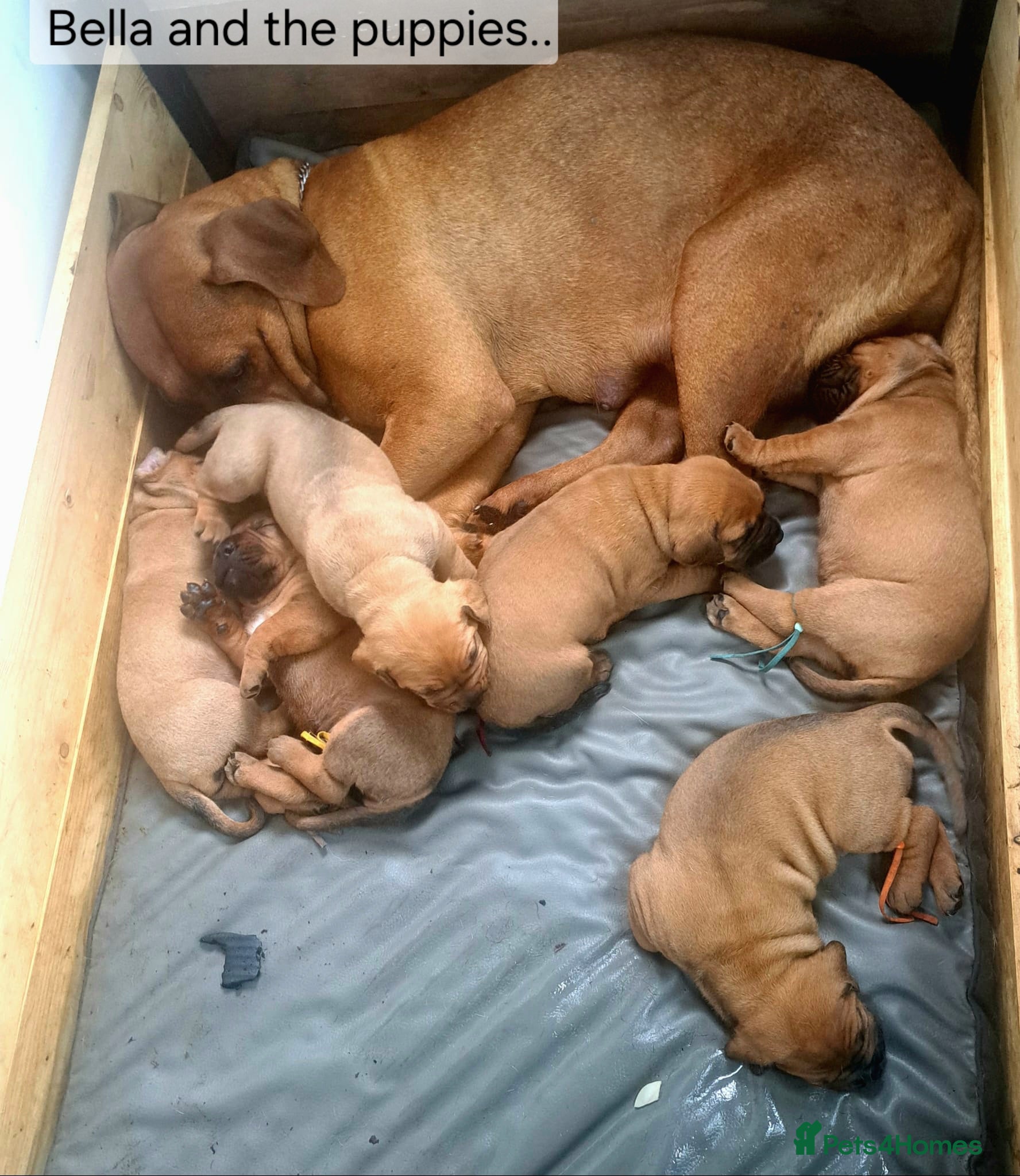Boerboel dogs Boreboel (Bella) gave birth, 2 boys and 4 girls - Advert 1