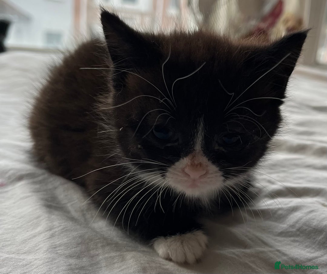 Mixed Breed cats for sale: 5 beautiful kittens  - Advert 19