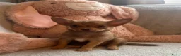 Chihuahua dogs for sale: Chihuahuas  - Advert 14