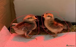 Chickens poultry for sale: Trio cream leg bar chicks  - Image 3