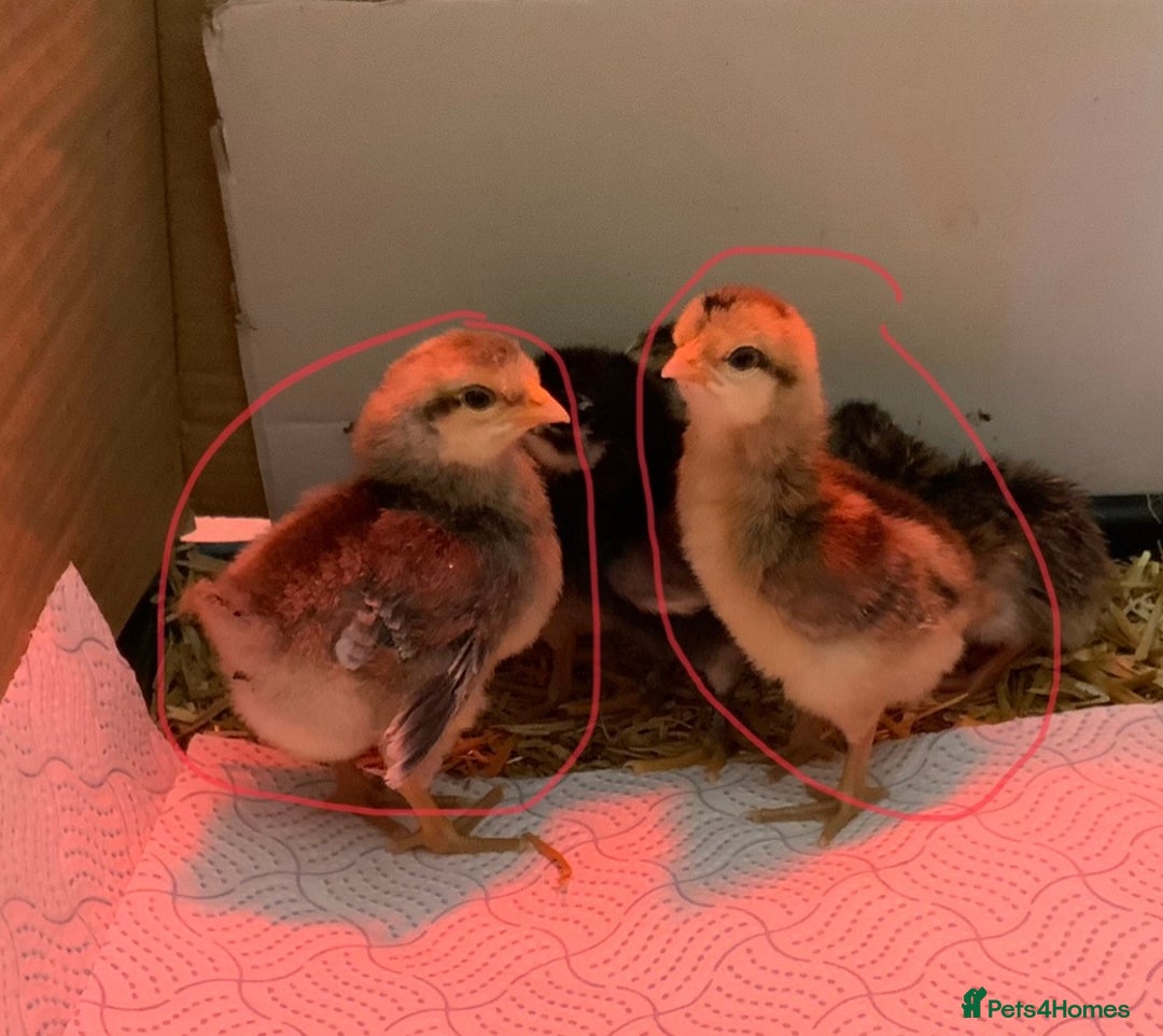 Chickens poultry for sale: Trio cream leg bar chicks  - Image 3