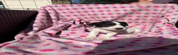 Jack Russell dogs for sale: READY NOW - Happy JR pups for sale - Advert 7