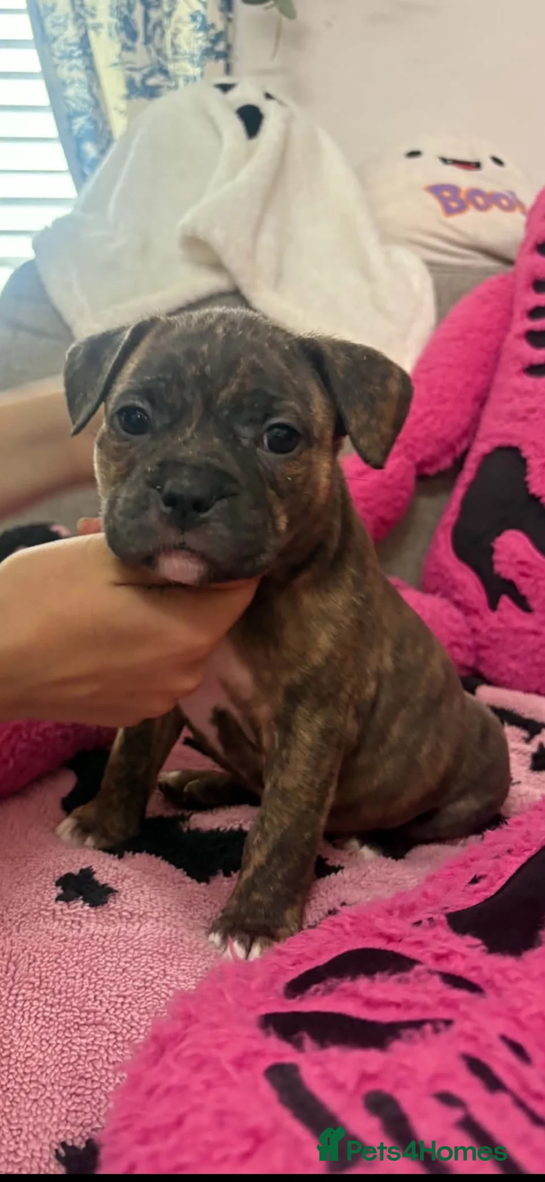 Mixed Breed dogs for sale: Pocket bully x Staffy pups Last 2 pups ⭐️💖 - Advert 2