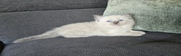 Ragdoll cats for sale: Ragdoll kittens (2 boys only) - Advert 1