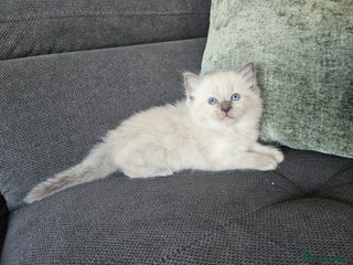 Ragdoll cats Ragdoll kittens (2 boys only) - Advert 1