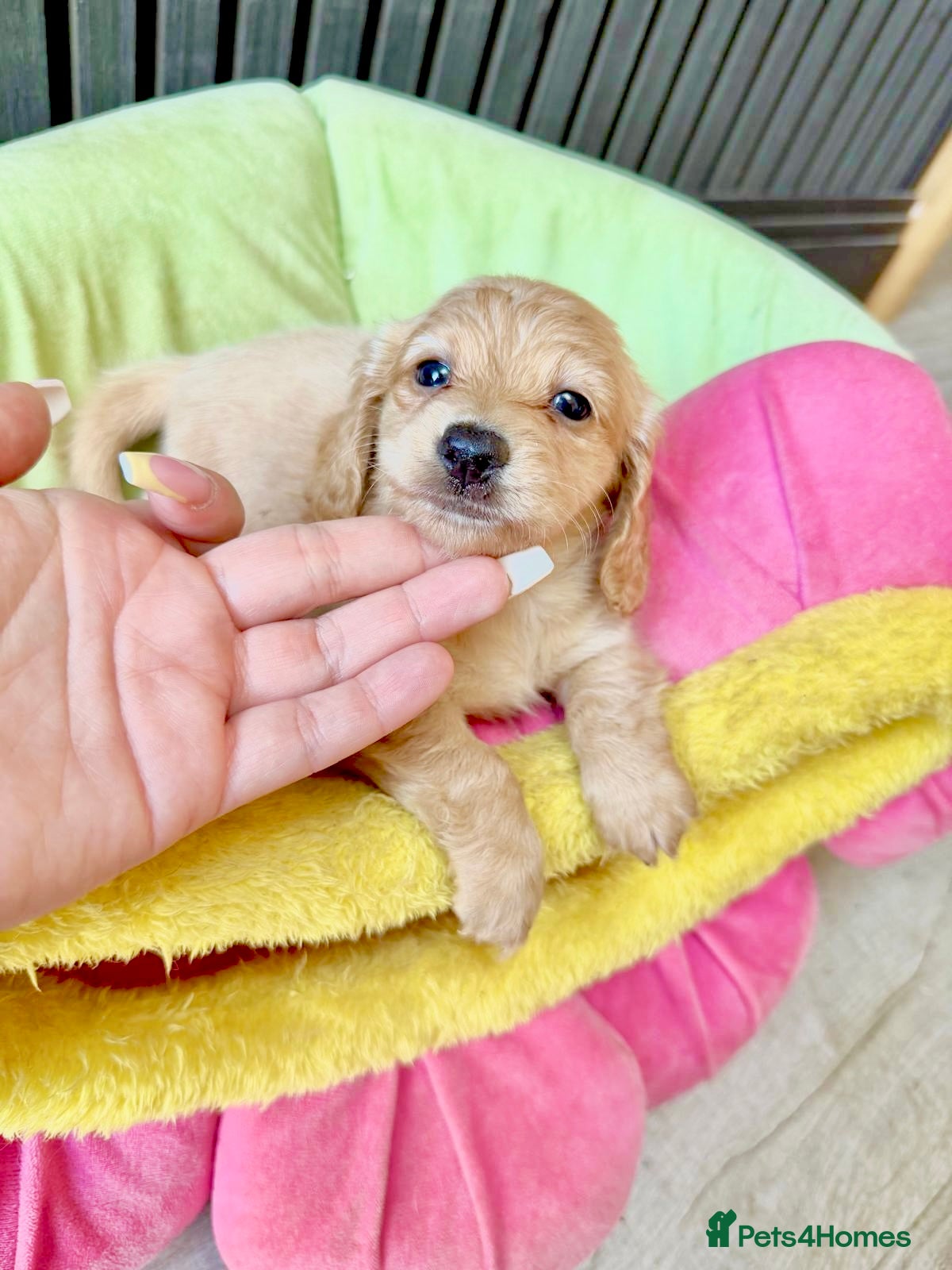 Miniature Dachshund dogs ✨🩷 absolutely STUNNING full long hair light cream - Advert 1