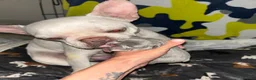 French Bulldog dogs for sale: Beautiful French Bulldog Puppies  in Welling - Advert 12